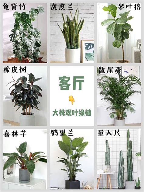 闊葉盆栽|室內闊葉綠植種類推薦